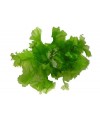 Alga lattuga di mare 250 gr sotto sale