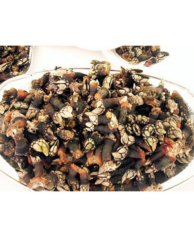 Percebes o Balano 1 kg