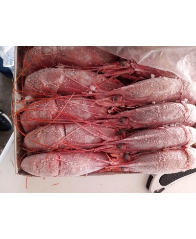 Carabineros Gambero rosso Atlantico 9 pezzi - pesca 2024