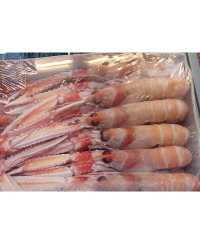 Scampi Porcupine Scozia kg 3 - pesca 2024 10/15 pezzi