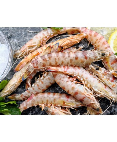 Mazzancolla Mediterraneo 750 gr - 10 pezzi pesca 2024