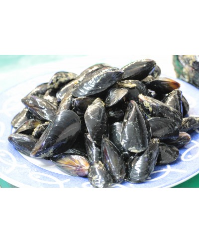 Cozza selvaggia pescata a mano da sub 2 kg