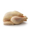 Pollastro a busto 1,4 kg
