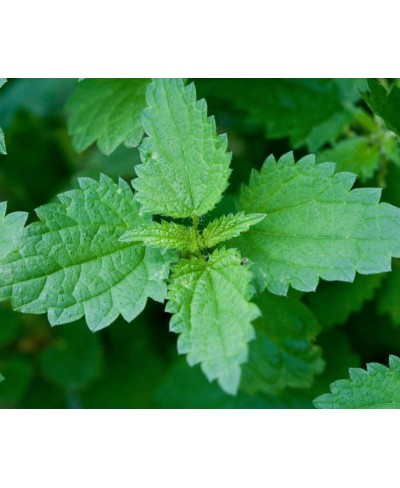 Foglie di ortica al naturale vasetto 420 gr