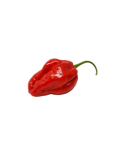 Peperoncino Habanero fresco 100 gr