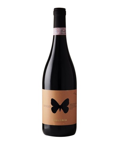 Anfora rosso Colli Aprutini Apollo - Ausonia