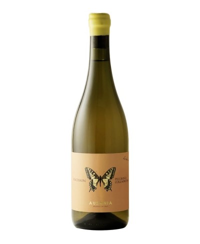 Anfora Machaon Pecorino Colli Aprutini BIO 2023 Ausonia