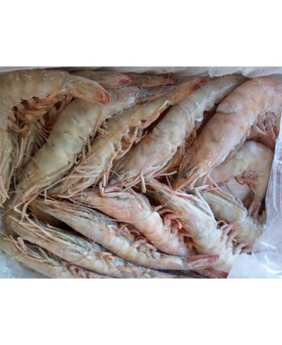 Mazzancolla Oceanica  pescato taglia grande 1 kg - Gelo