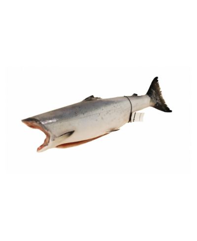 Salmone Argentato Soho selvaggio kg 3 - gelo