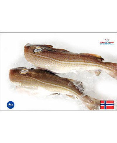 Merluzzo Skrei 5 kg - Pesca 2024