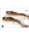 Merluzzo Skrei 5 kg - Pesca 2026