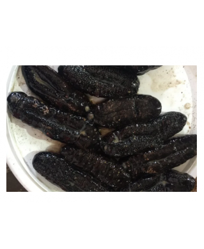 Cetriolo di mare 500 gr - Gelo
