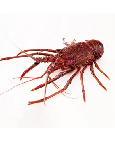 Aragosta Western Rock Lobster intera Premium 3 pz - 430 gr l'una