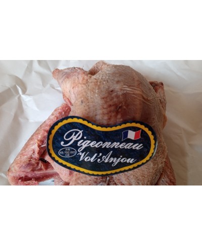 Piccione di Anjou Francia 500 gr