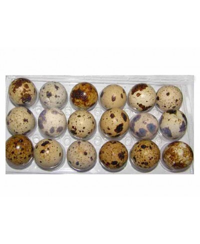 Uova di quaglia fresche - 18 pezzi