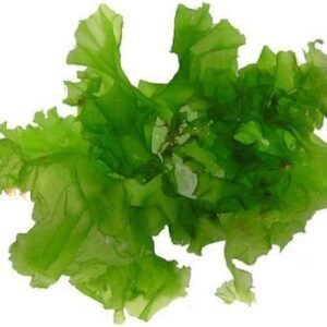 Alga lattuga di mare 250 gr sotto sale