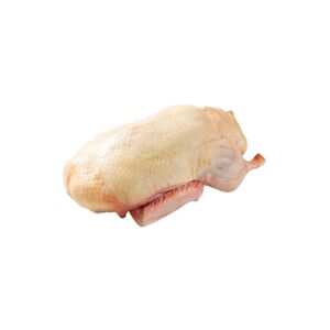 Anatra muta nazionale busto kg 1.9