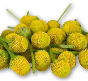 Fiore elettrico o Sechuan Bottons 30 pz. x 2 scatole