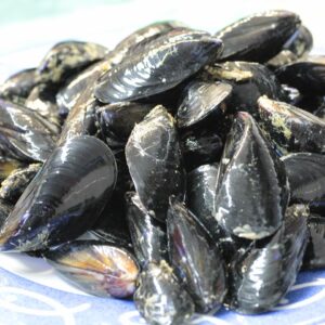 Cozza selvaggia pescata a mano da sub 2 kg