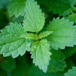 Foglie di ortica al naturale vasetto 420 gr