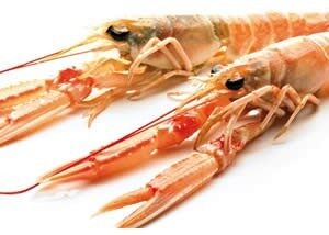Scampi 4-6 pezzi pescato DK kg 0.800