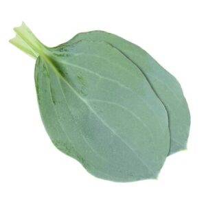 Oyster leaves o foglie di ostrica 50 pezzi