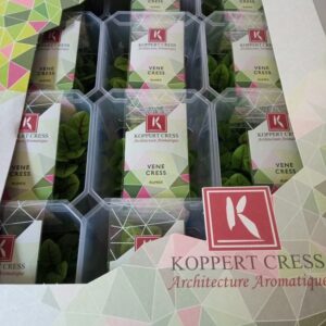 Crescione Vene cress 12 vaschette