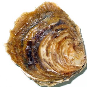 Ostrica piatta di Bretagna 00 - 25 pezzi