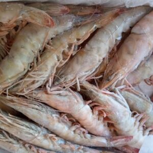 Mazzancolla Oceanica  pescato taglia grande 1 kg - Gelo