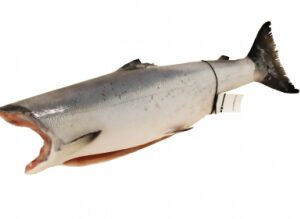 Salmone Argentato Coho selvaggio kg 3 - gelo Pesca 2024