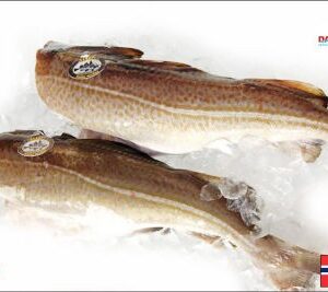 Merluzzo Skrei 5 kg - Pesca 2026