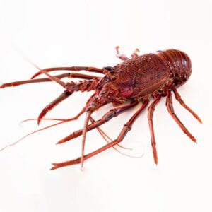Aragosta Western Rock Lobster intera Premium 3 pz - 430 gr l'una