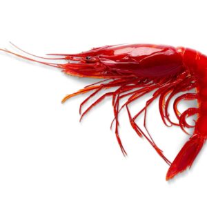 Gambero rosso Carabineros 45 pezzi - pesca 2026